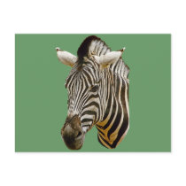 Zebra Drawing postcards