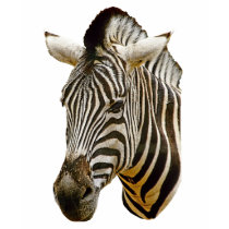 Zebra Drawing t-shirts