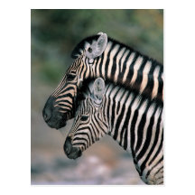 Zebra (Equus burchelli), Etosha National Park, Postcard