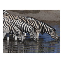 Zebra (equus quagga) drinking at a waterhole in postcard