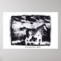 zebra - Etosha National Park Namibia Poster