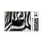 zebra eye 1 postage stamp