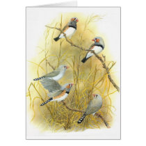 Zebra Finch Group - Taeniopygia guttata cards