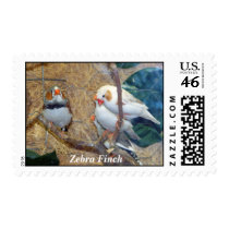 Zebra Finch postage