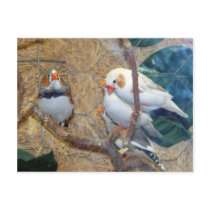 ZEBRA  FINCH postcards