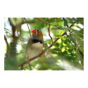Zebra Finch posters by unknownartist Zebra Finch posters