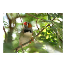 Zebra Finch posters