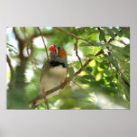 Zebra Finch Posters