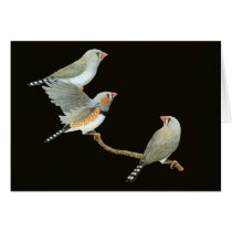 Zebra Finch Trio - Taeniopygia guttata cards