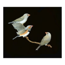 Zebra Finch Trio - Taeniopygia guttata posters