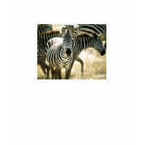 Zebra Fitted Ladies Camisole t-shirts