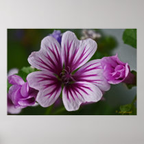 Zebra Floral Poster