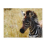 zebra, zebra's, zebras, zebra foal, zebra