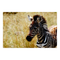 Zebra foal wildlife posters, prints, pictures by Rowood Zebra foal wildlife posters, prints, pictures