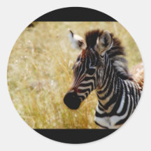 Zebra Foal wildlife stickers