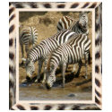 Zebra framed zebras at the watering hole T-shirt