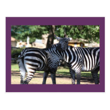 Zebra Friends Postcard