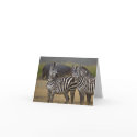 Zebra friendship card by pshaw_photo Zebra friendship card