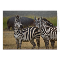 Zebra friendship card cards