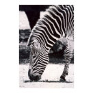 postcard - postcard -