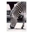 Zebra head - black and white posters by Postereee Zebra head - black and white posters