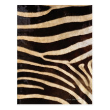 Zebra Hide 2 Postcards