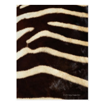 Zebra Hide Post Card