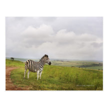 Zebra in the countryside, South Africa Postcards