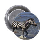 Zebra in Water Pinback Button