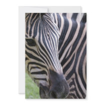 Zebra Invitation
