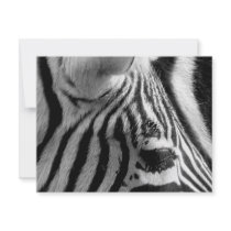 Zebra invitations by lokanin Zebra invitations