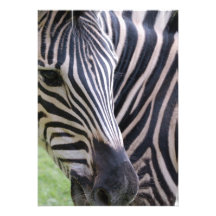 Zebra Invitation