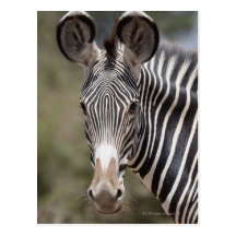 Zebra, Kenya, Africa Post Card