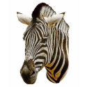 Zebra Kids Dark T-Shirt by kphotos Zebra Kids Dark T-Shirt