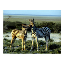 Zebra Kissing postcards