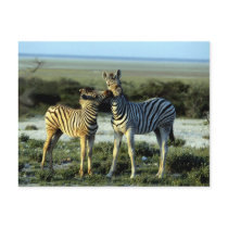 Zebra Kissing postcards