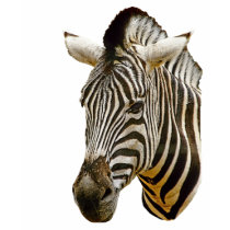 Zebra Ladies Hooded Sweatshirt