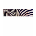 zebra lines t-shirts
