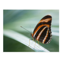 Zebra Long Wing Butterfly Postcards