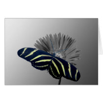 Zebra Longtail on a Daisy cards by roimim Zebra Longtail on a Daisy cards