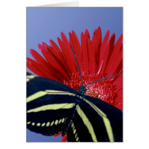 Zebra Longtail on a Daisy cards by roimim Zebra Longtail on a Daisy cards