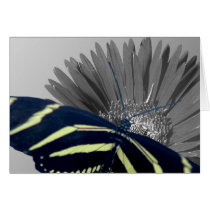 Zebra Longtail on a Daisy cards by roimim Zebra Longtail on a Daisy cards