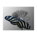 Zebra Longtail on a Daisy postcards