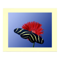 Zebra Longtail on a Daisy posters by roimim Zebra Longtail on a Daisy posters
