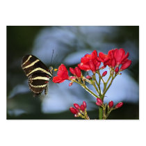 Zebra Longwing Butterfly - ACEO 14 Business Card Template