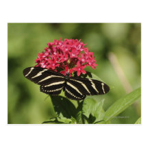 Zebra longwing butterfly, Heliconius Post Cards