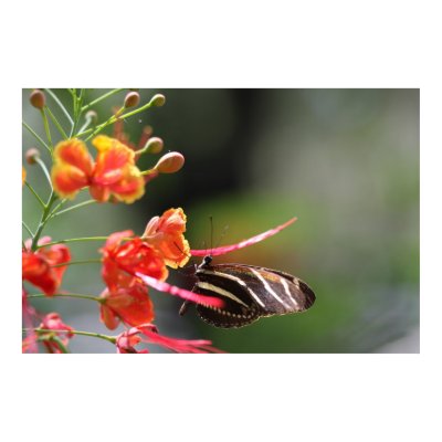Zebra Longwing Butterfly + Royal Poinciana Poster by cherylarogers
