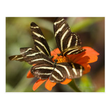 Zebra Longwing (heliconius charitonia) on flower Post Cards