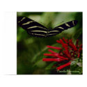 Zebra longwing posters by TimothyRivers Zebra longwing posters