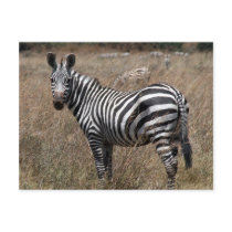 zebra look postcards